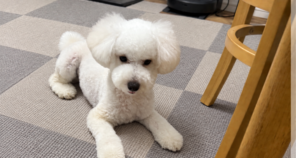 木目の床に敷いたタイルマットに白い小型犬が伏せているイメージ画像
