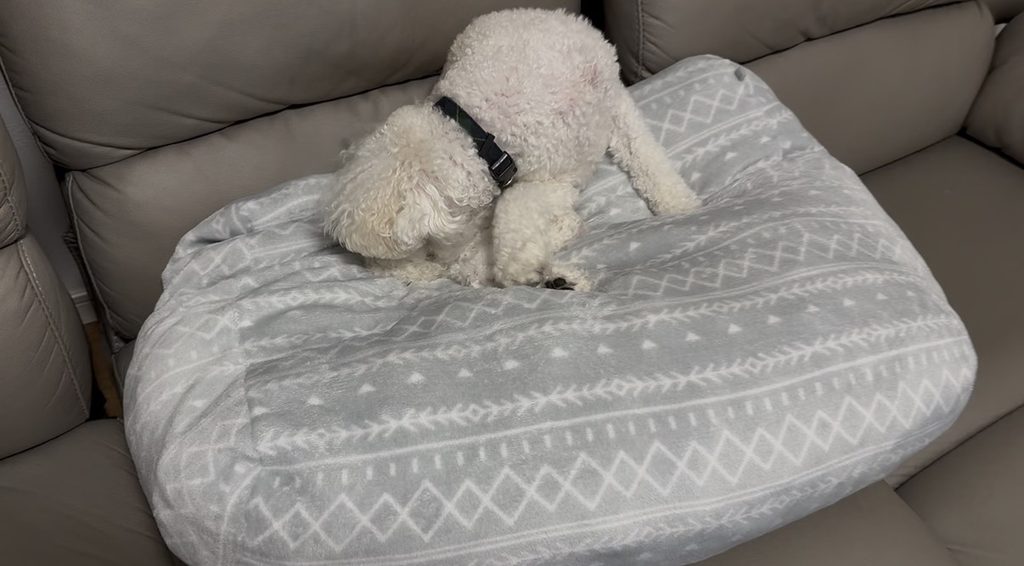 犬用クッションを前足で掘る白いトイプードル