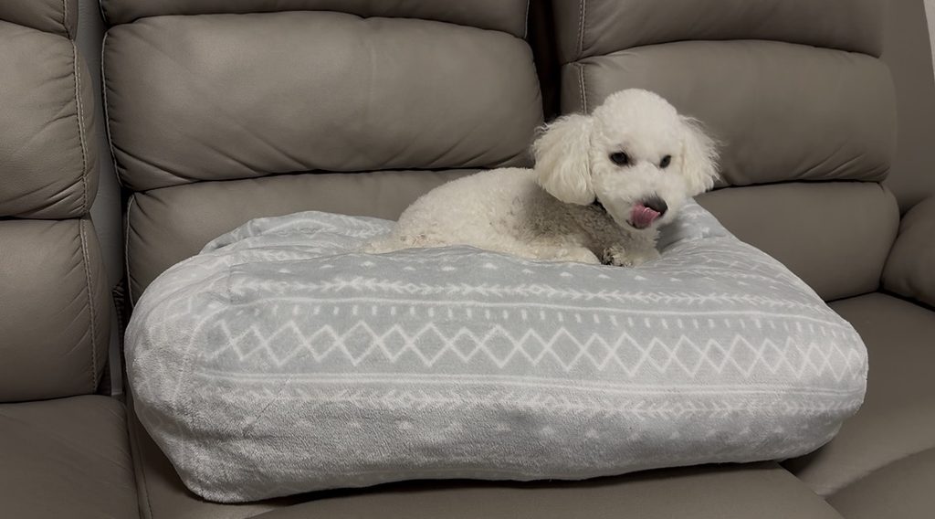 ソファの上の犬用クッションでくつろぐ白いトイプードル