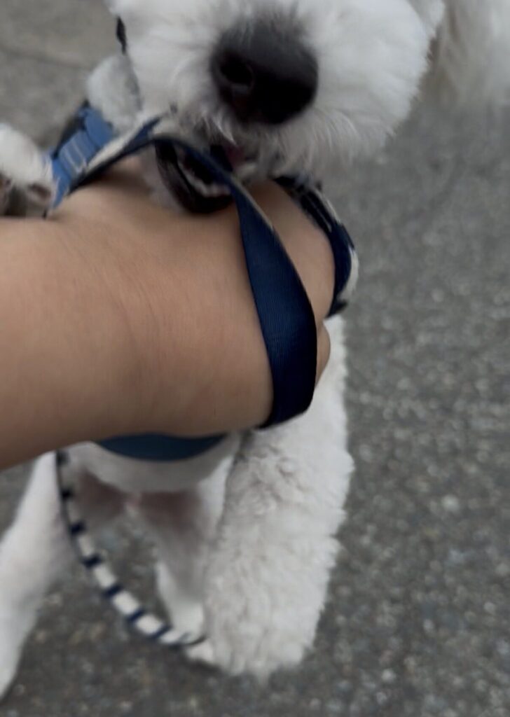 散歩中にリードや手を甘噛みするトイプードルのぷっぴー