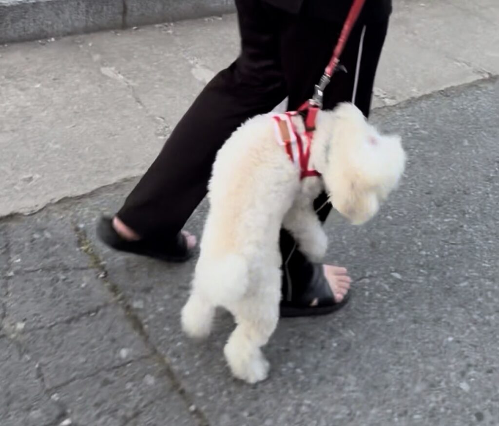 散歩中に飼い主の足に飛びつく白いトイプードルのぷっぴー
