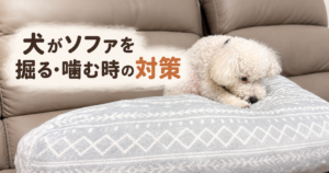 白いトイプードルのぷっぴーがソファの上のクッションを噛んでいる様子