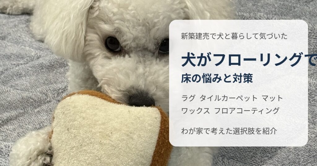 滑りやすいフローリングの上を歩く白いトイプードル