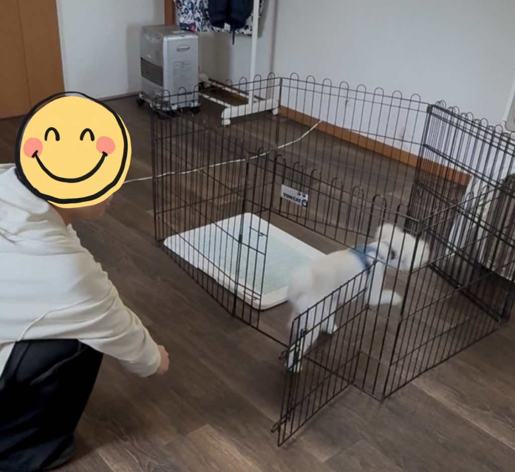 白いトイプードルのぷっぴーがしつけ教室でハウスの練習をしている写真